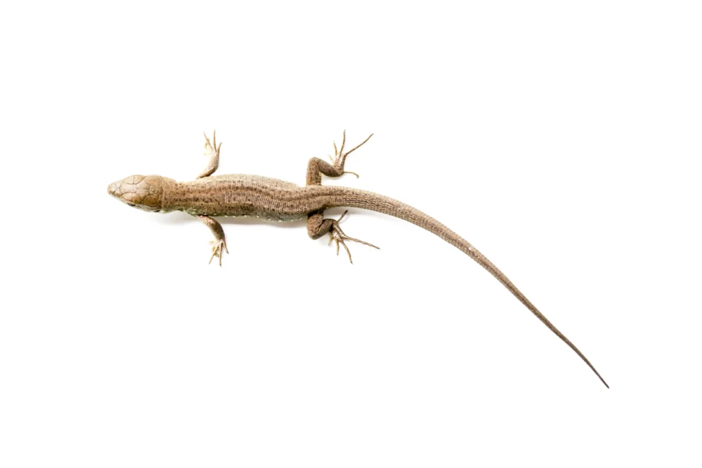 A brown lizard with a long slender tail on a white background, used as a visual metaphor for the concept of long-tail keywords in SEO.