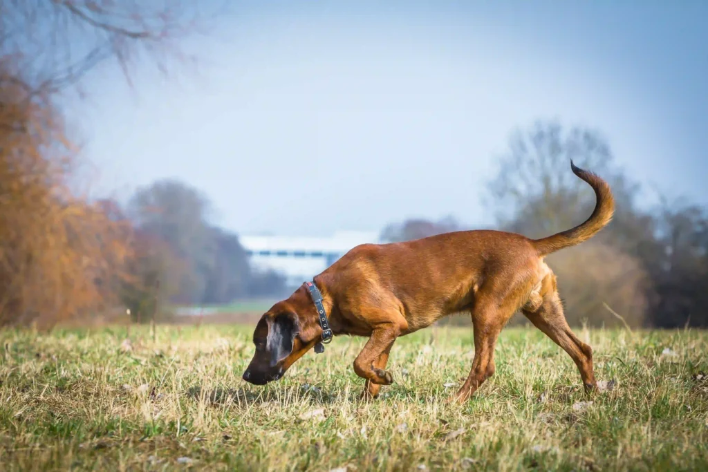 A brown dog sniffs through a grassy field, symbolizing the focused search for the right keyword during content creation and SEO research.
