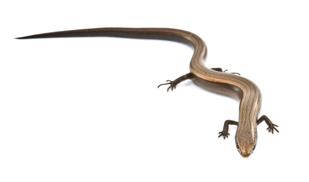 A brown lizard with a very long tail on a white background, symbolizing long-tail keywords and the SEO opportunities they offer through specific search phrases.