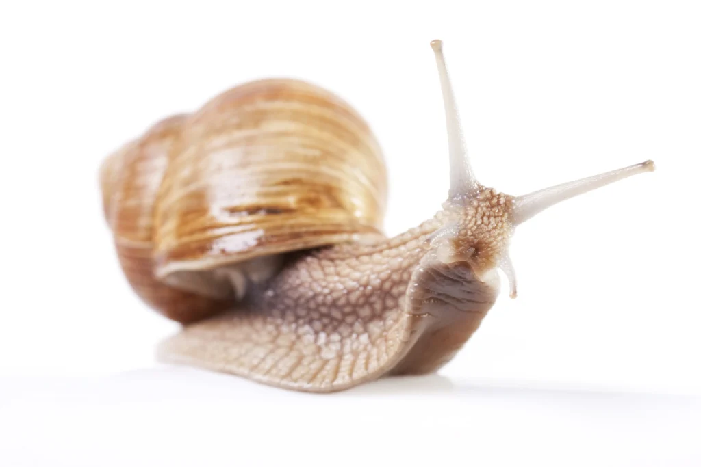 Close-up of a slow-moving snail, illustrating how poor site speed and performance can drag down SEO rankings and mobile conversions in 2026.